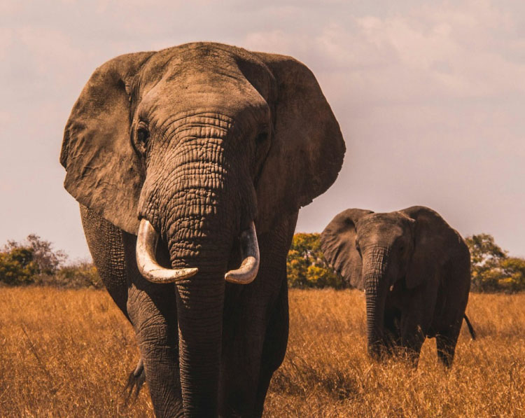 safari-tour-highlight-3 safari-tour-highlight-3 safari-tour-highlight-3 Safari Tour safari tour highlight 3
