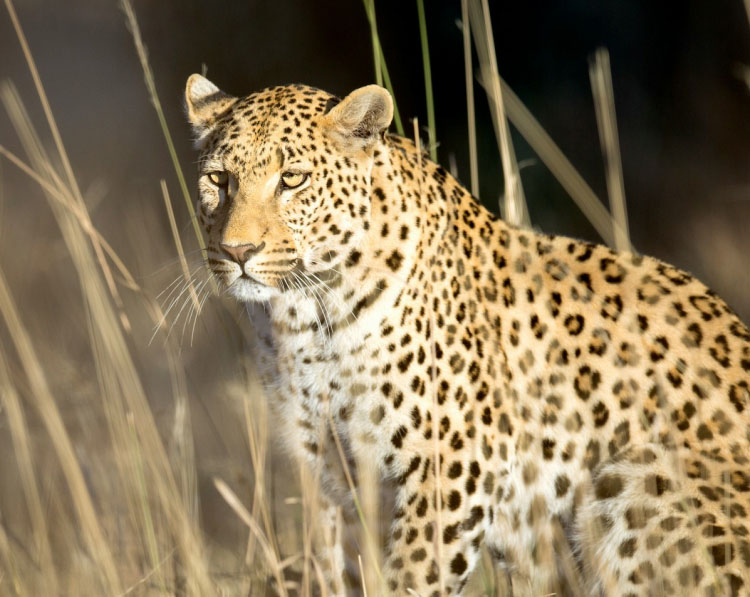 safari-tour-highlight-4 safari-tour-highlight-4 safari-tour-highlight-4 Safari Tour safari tour highlight 4