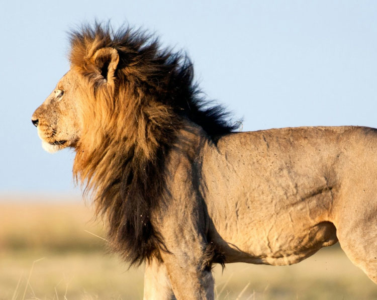 safari-tour-highlight-6 safari-tour-highlight-6 safari-tour-highlight-6 Safari Tour safari tour highlight 6