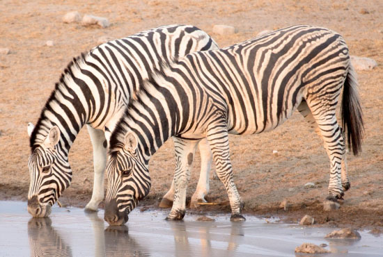 Wildlife Safaris wildlife safari adventure 1