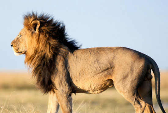 Wildlife Safaris wildlife safari adventure 2