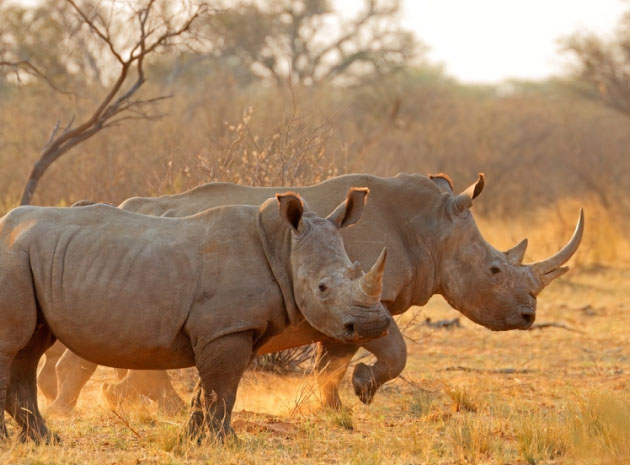 Wildlife Safaris wildlife safari discover 1