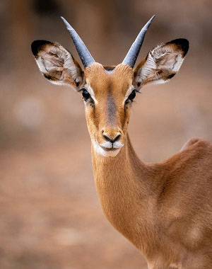 Wildlife Safaris wildlife safari discover 2